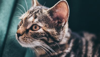 На 1 март отбелязваме Световния ден на котката
