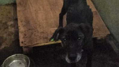 Поредният ужасен приют за кучета: Затворени, недохранени, измъчени