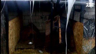 Мъж подпали приюта "Animal hopе" във Варна