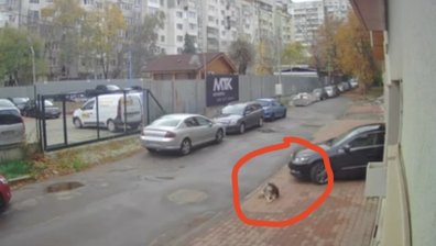 Справедливост за кучето Мая: Протест пред ВМА срещу Ненад Цоневски