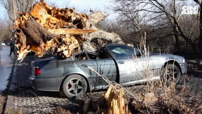 Буря връхлетя Добричко, огромно дърво се стовари върху четири автомобила