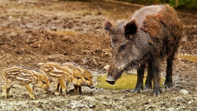 Ново огнище на чума в Смолянско  