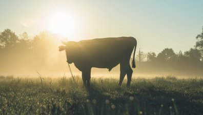 Бик нападна и уби работник във ферма