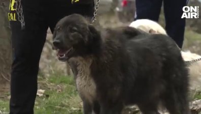 Една от най-старите породи кучета: В Железница показаха над 50 каракачанки