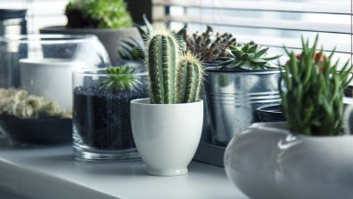 Как правилно да поливаме кактуса, за да издържи по-дълго