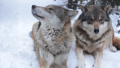 Вълците няма да са "строго защитени" в Европа от 2025 г.