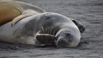 Откриха над 7 000 мъртви тюлена на плаж в Намибия