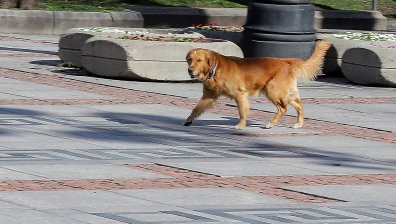 Системен проблем с безстопанствени кучета в столичния район "Сердика"