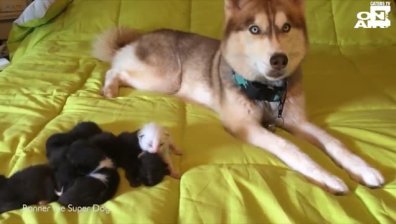 Хъски спаси 7 новородени котенца в Джорджия