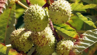 Историите ON AIR: Магията на кестените