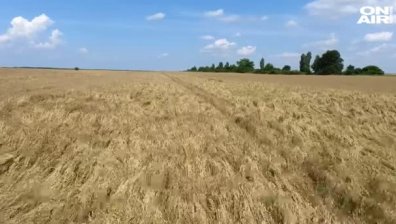 Трудна жътва: Ще увеличи ли дъждът цената на хляба?