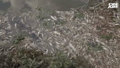 Стряскащо количество мъртва риба по бреговете на река Янтра