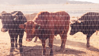 Бик наръга в корема работник в Монтанско, мъжът е в критично състояние