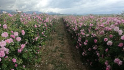 Унищожават много масиви с маслодайна роза заради ниските изкупни цени