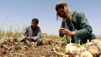 Хляб или затвор: Животът на афганистанските фермери след забраната на опиум