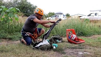 Спасиха млади щъркели, които не успяха да отлетят с ятото