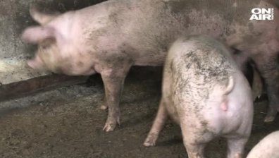 65 прасета са умъртвени в село Тутраканци заради битката с африканската чума