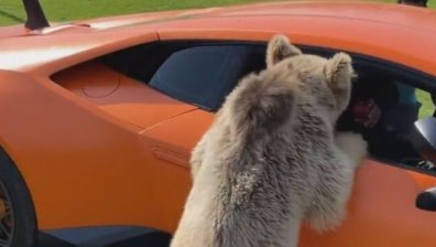 Мечка се опита да подкара Lamborghini-то на арабския шейх (+ВИДЕО)