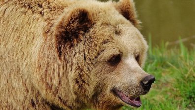 Прибираме мече, отглеждано в лоши условия в Северна Македония