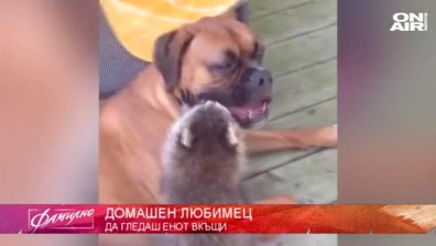 Какво не знаем за енотите?