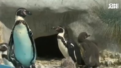 Новоизлюпен пингвин радва посетителите на зоопарка в Белград