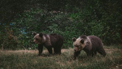 Мечка роди малките си в изоставена къща в Севлиевско