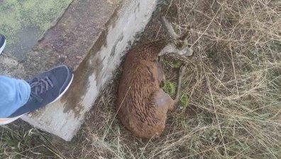 Спасиха сръндак, паднал в бетонен водоем край село Еленово