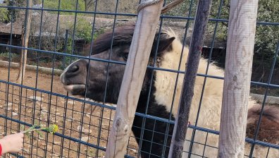 Пони отхапа пръсти на бременна жена в зоопарка в Стара Загора, искала да го погали
