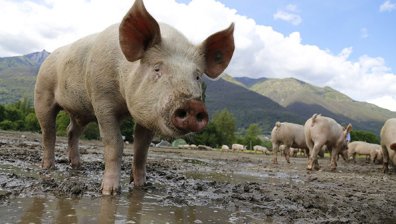 Огнище на Африканска чума по свинете е установено в село Радиново