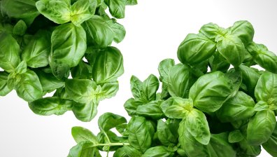 Koи билки са от полза в борбата с коремните мазнини?