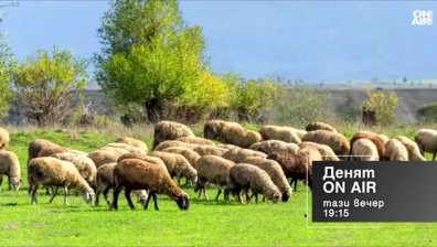 В "Денят ON AIR" днес от 19:15 часа: Контролът на храните по границата и нивото на река Дунав