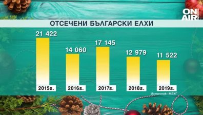 Какви елхи предпочитат за Коледа българите?