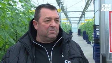 Краставиците с рекордни цени, българското изчезва от пазара
