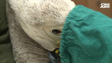 Прострелян пеликан е приет за лечение в Стара Загора