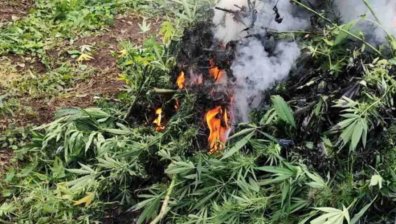 Иззеха над 270 кг канабис в подножието на Пирин