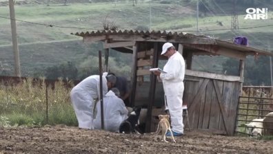 Ветеринарите пак удариха на камък с взимането на проби в Болярово