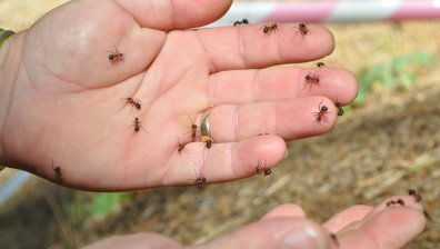 Мравуняци в Родопите - все по-търсени от хора с различни заболявания (+СНИМКИ)