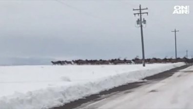 САЩ: Стадо лосове блокира магистрала