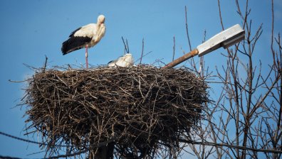 Въпреки студеното време, щъркели долетяха в софийското село Чепинци