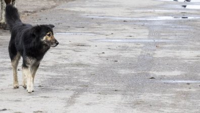 Нападат и повтарят  - сигнал за глутница агресивни кучета в Северния парк на София