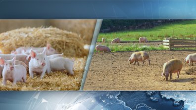 Стопани се заканват: Ще плащат глоби, но няма да колят прасетата си