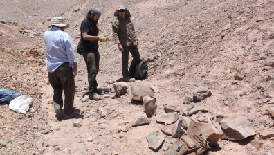 Уникална находка от ледниковия период: Откриха зъб на най-голямата изчезнала котка