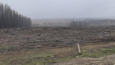 Голям пожар в Сакар планина в местността Радинчево