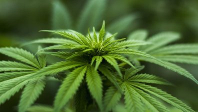 Щатът Ню Йорк узакони марихуаната за развлечение