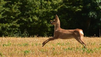 Авариен екип спаси малка ранена сърничка в София
