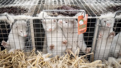 Хиляди норки с Ковид-19 по света, има ли случаи на заразени животни у нас?