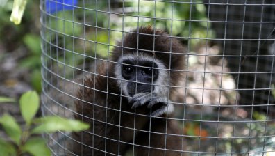Унищожаваме местообитанията на животните, те ни отвръщат с вируси