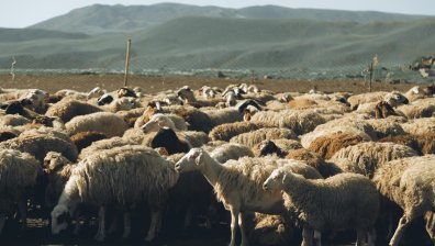 БАБХ установи огнище на шарка по овце и кози в хасковско село
