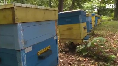 Пчеларите излизат на протест, искат спешни мерки и адекватна политика