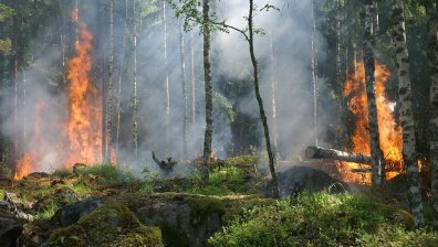 Овладян е пожарът в Странджа в района на Евренозово